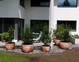 Schellenberg 2